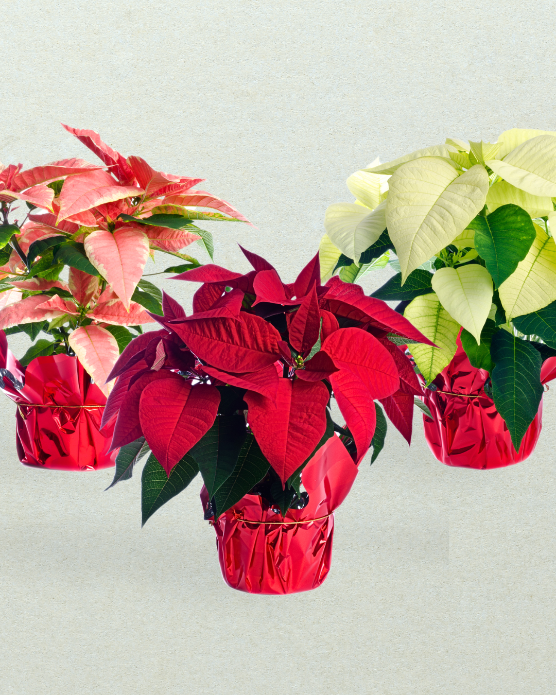 Premium Poinsettia