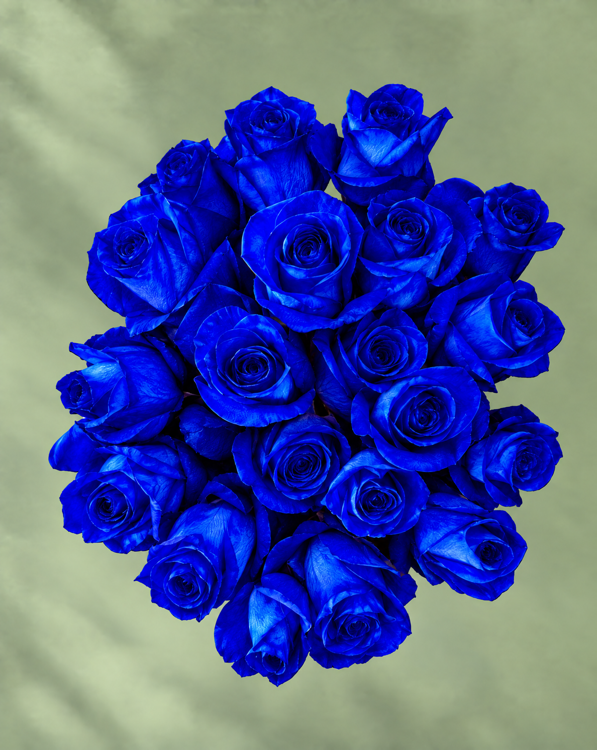 12 Blue Roses