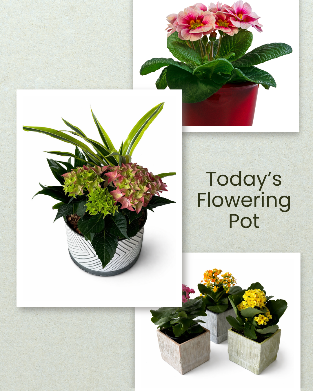 Today's Flowering Pot